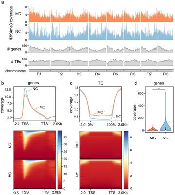 H3K4me3 changes occur in cell wall genes during the development of Fagopyrum tataricum morphogenic and non-morphogenic calli